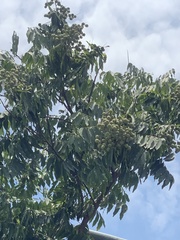 Sapindus mukorossi