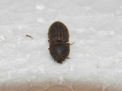 Agrypnus rectangularis
