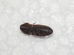Agrypnus rectangularis