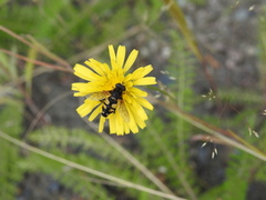 Helophilus obscurus