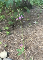 Desmodium paniculatum