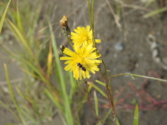 Melangyna