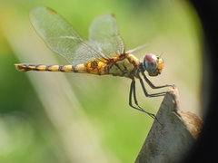 Urothemis signata