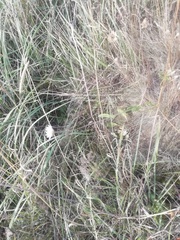 Agrostis capillaris