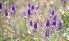 Eryngium leavenworthii