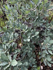 Quercus gambelii