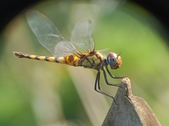 Urothemis signata