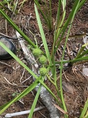 Sparganium americanum