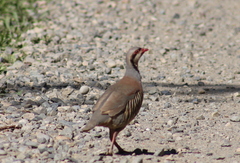 Alectoris chukar