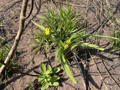 Hypoxis hemerocallidea