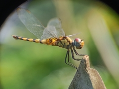 Urothemis signata