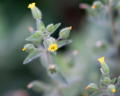 Mimetanthe pilosa