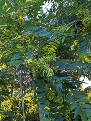 Ailanthus altissima
