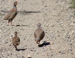 Alectoris chukar