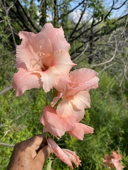 Gladiolus × hortulanus