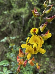 Crotalaria incana