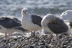 Larus glaucescens