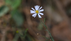 Chaetopappa ericoides