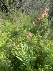 Gladiolus × hortulanus