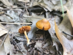 Cortinarius saniosus