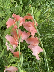 Gladiolus × hortulanus