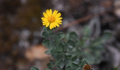 Heterotheca mucronata