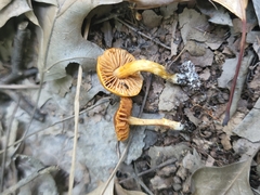 Cortinarius saniosus