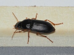 Pseudoophonus