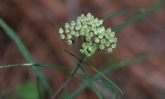 Asclepias angustifolia