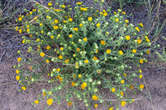 Grindelia squarrosa
