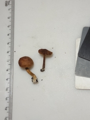 Cortinarius saniosus