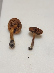 Cortinarius saniosus
