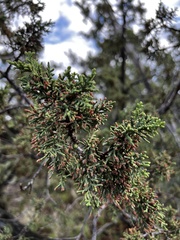 Juniperus monosperma
