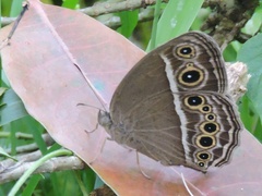 Mycalesis mineus