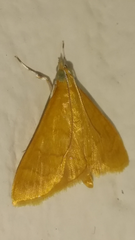 Pyrausta onythesalis