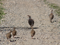 Alectoris chukar