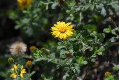 Heterotheca mucronata