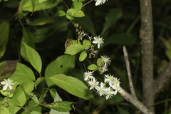 Clematis virginiana