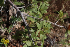 Quercus arizonica