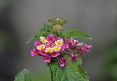 Lantana × strigocamara