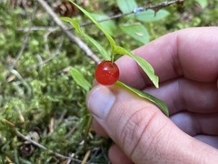 Streptopus streptopoides