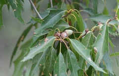 Quercus canbyi