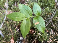 Streptopus streptopoides