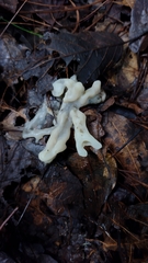 Sebacina sparassoidea