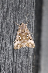 Autographa corusca