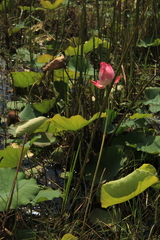 Nelumbo nucifera