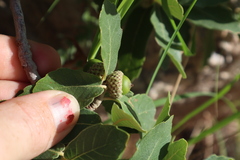 Quercus arizonica