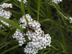 Helophilus neoaffinis