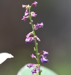 Oxyrhynchus populneus