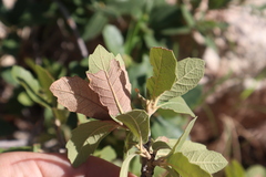 Quercus arizonica